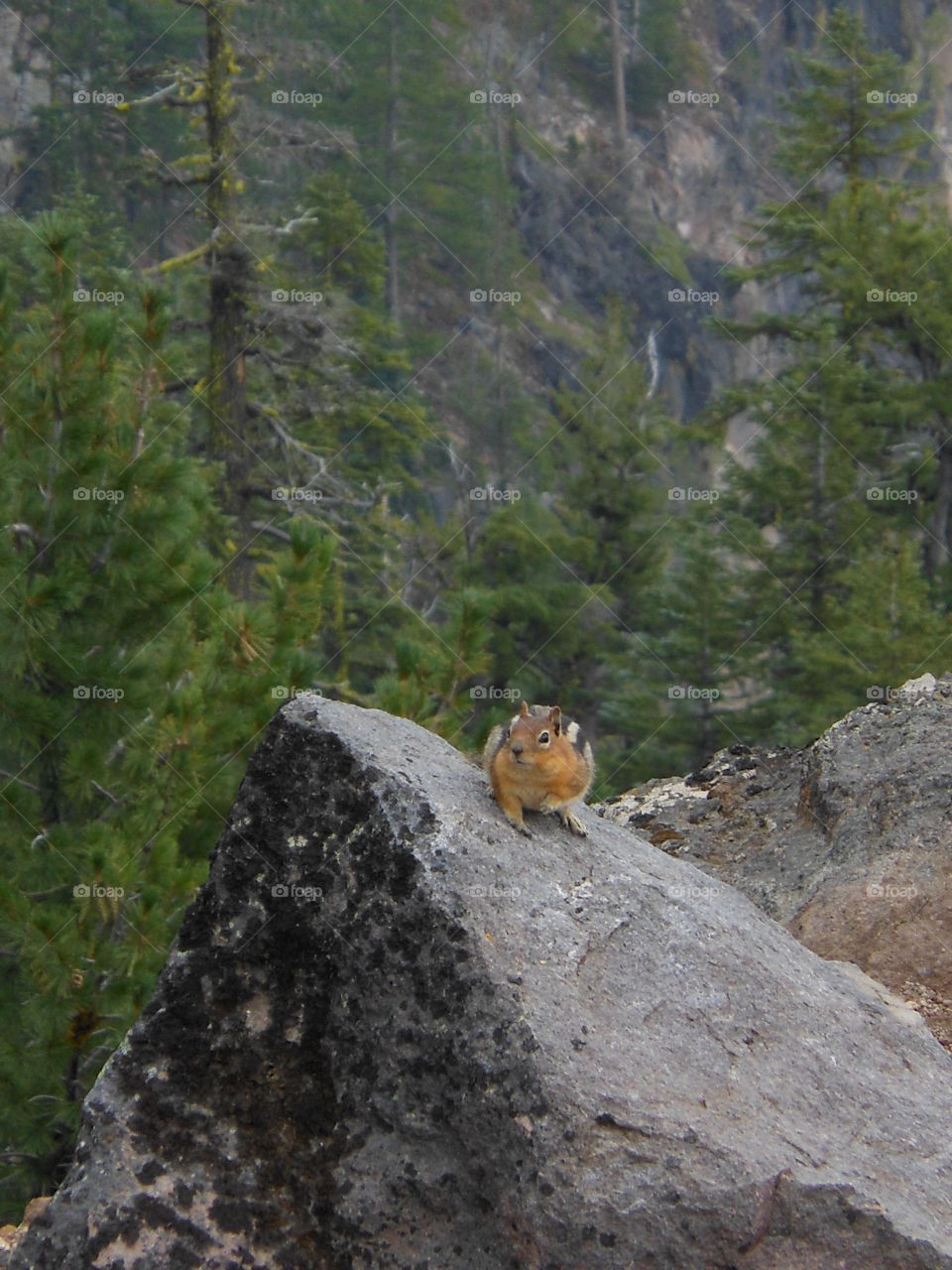 Squirrel with forest background 