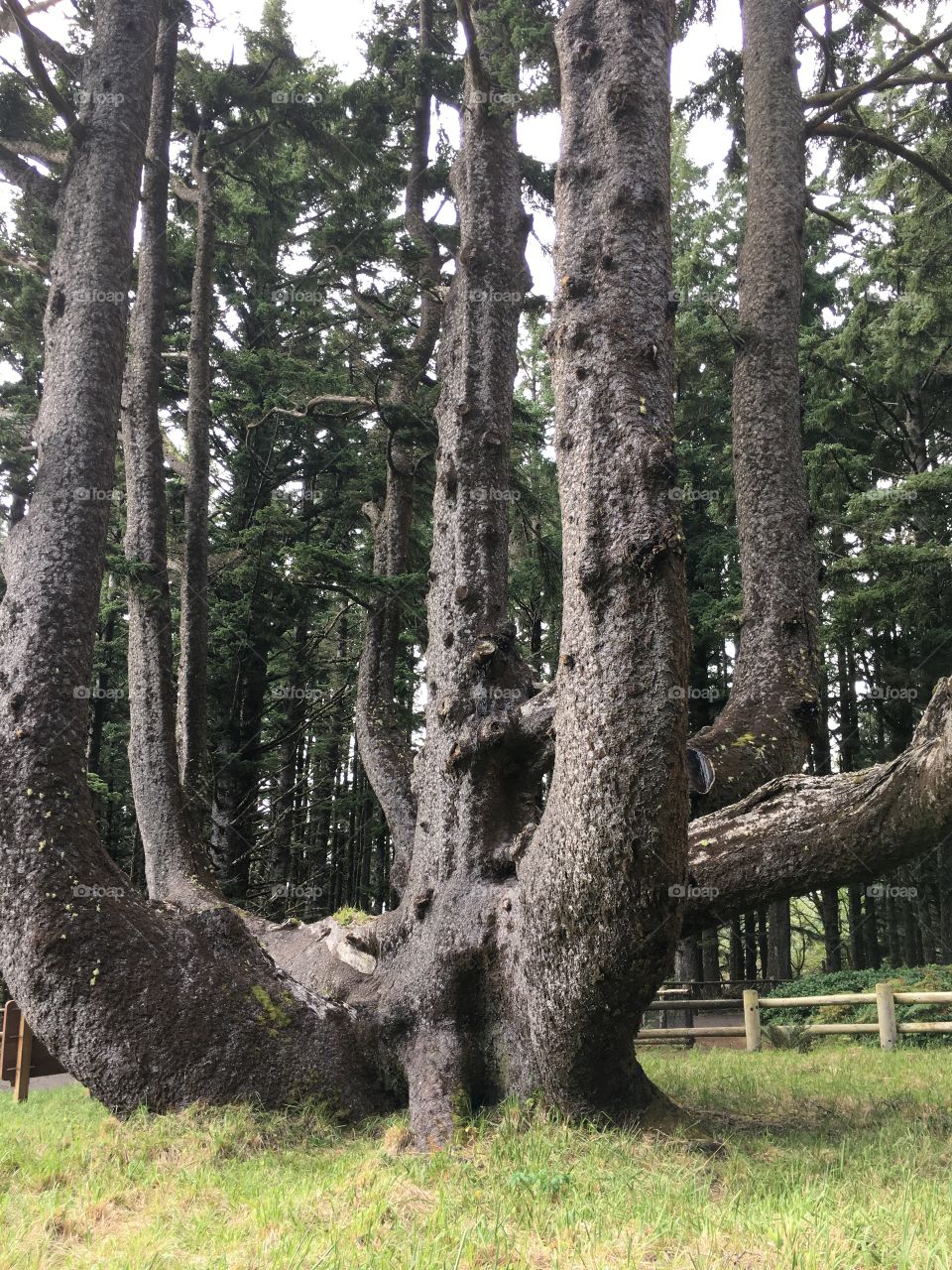 Octopus tree 