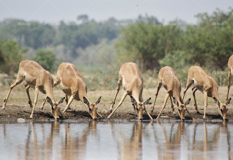 A herd of impala nicely lined up 