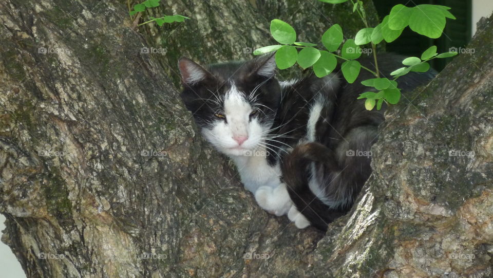 Cat in the Tree