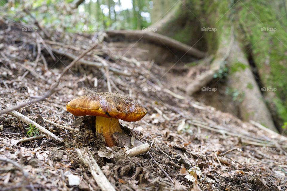 big mushroom in the mountains