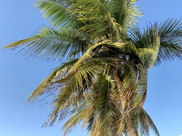 Blue sky and palm tree on sunny day 