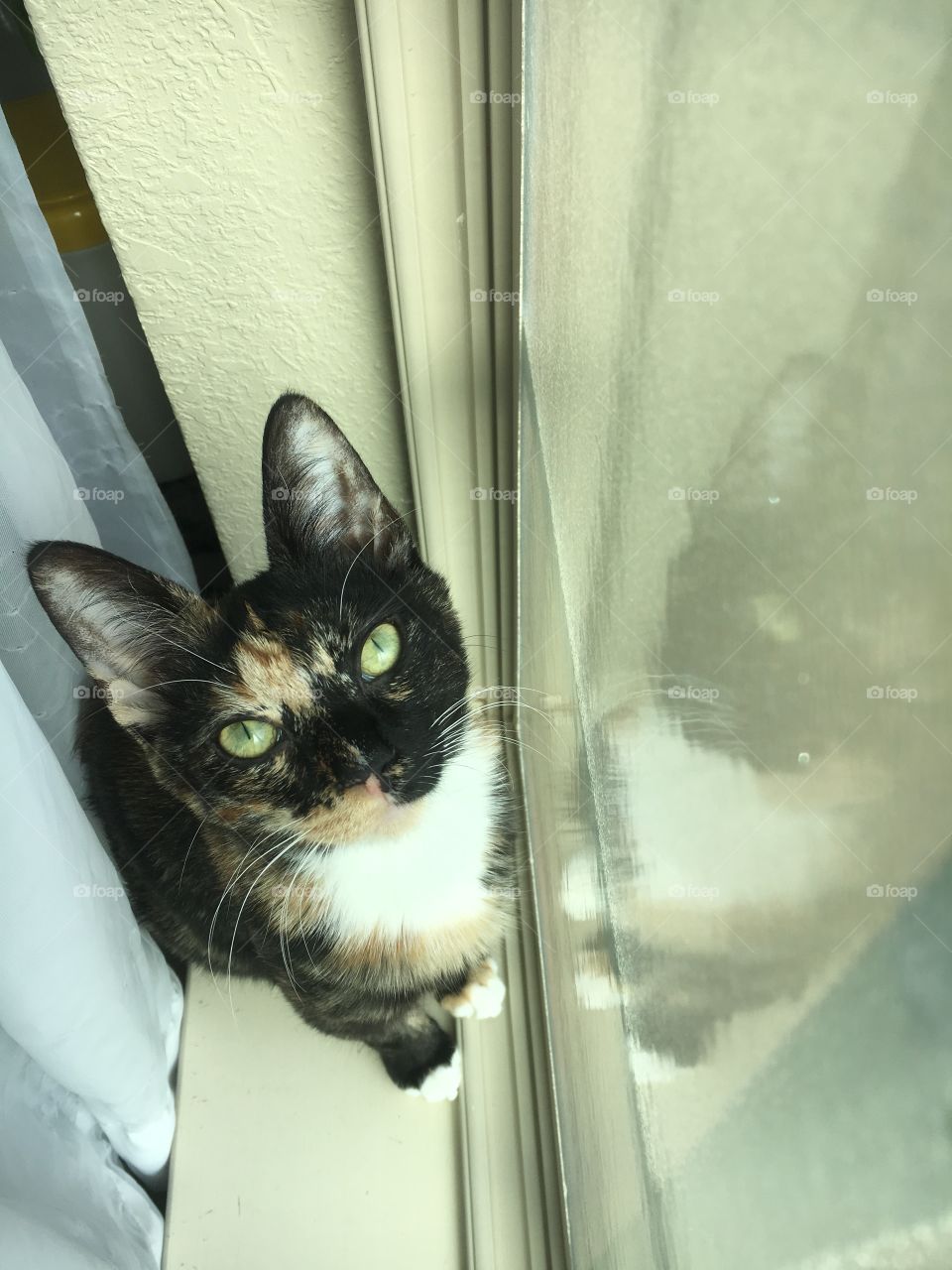 Sweet Itty Bit! Her favorite place in the house is this window!  Sometimes we will hear her purring to herself while she’s relaxing in the window! 
