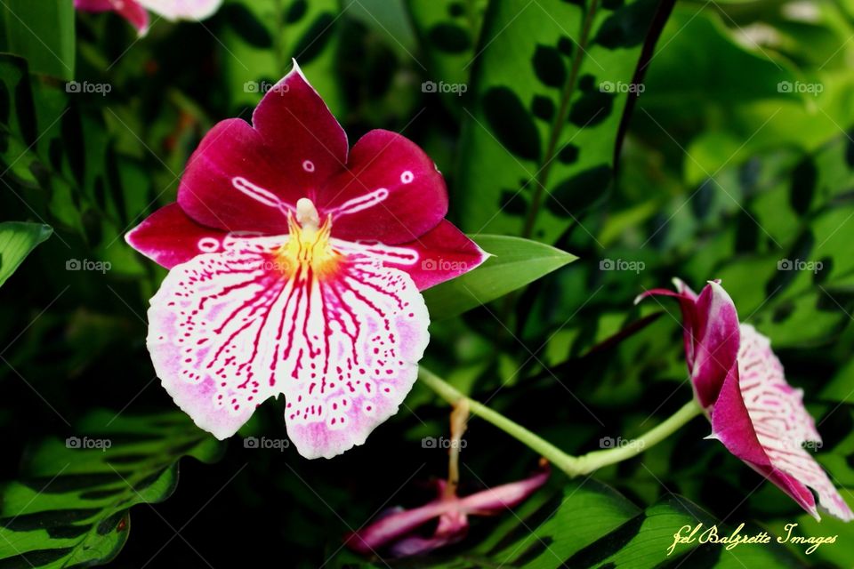 Orchid