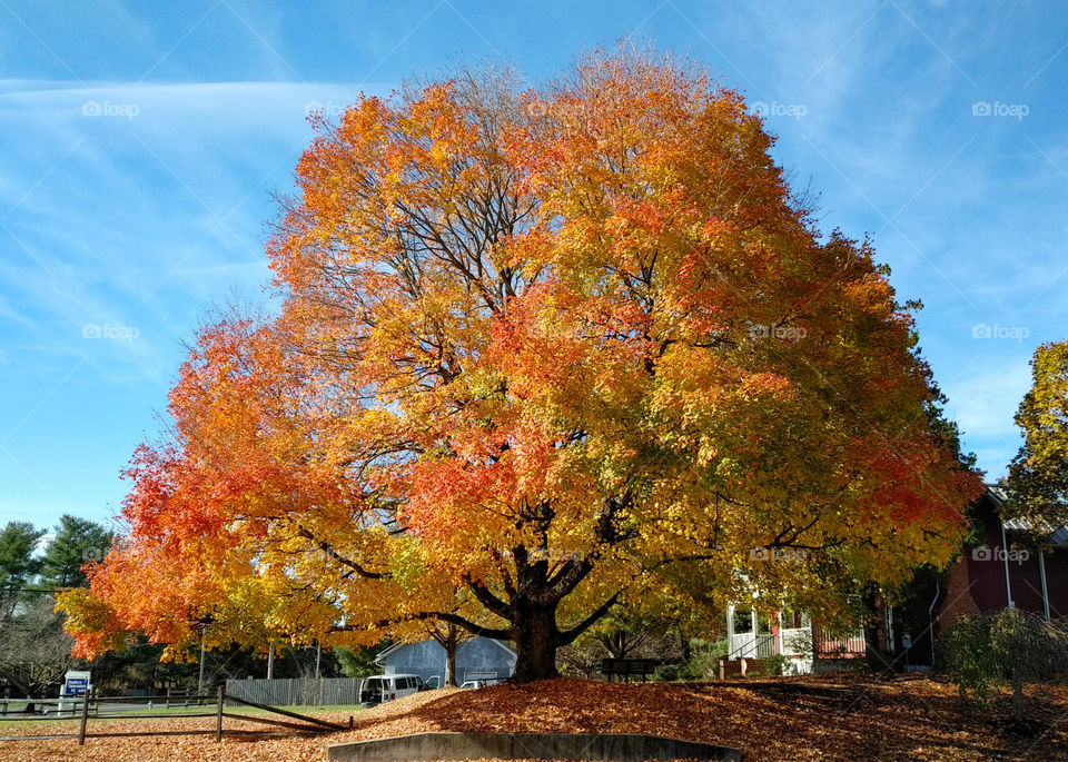 Mighty Oak in the Fall