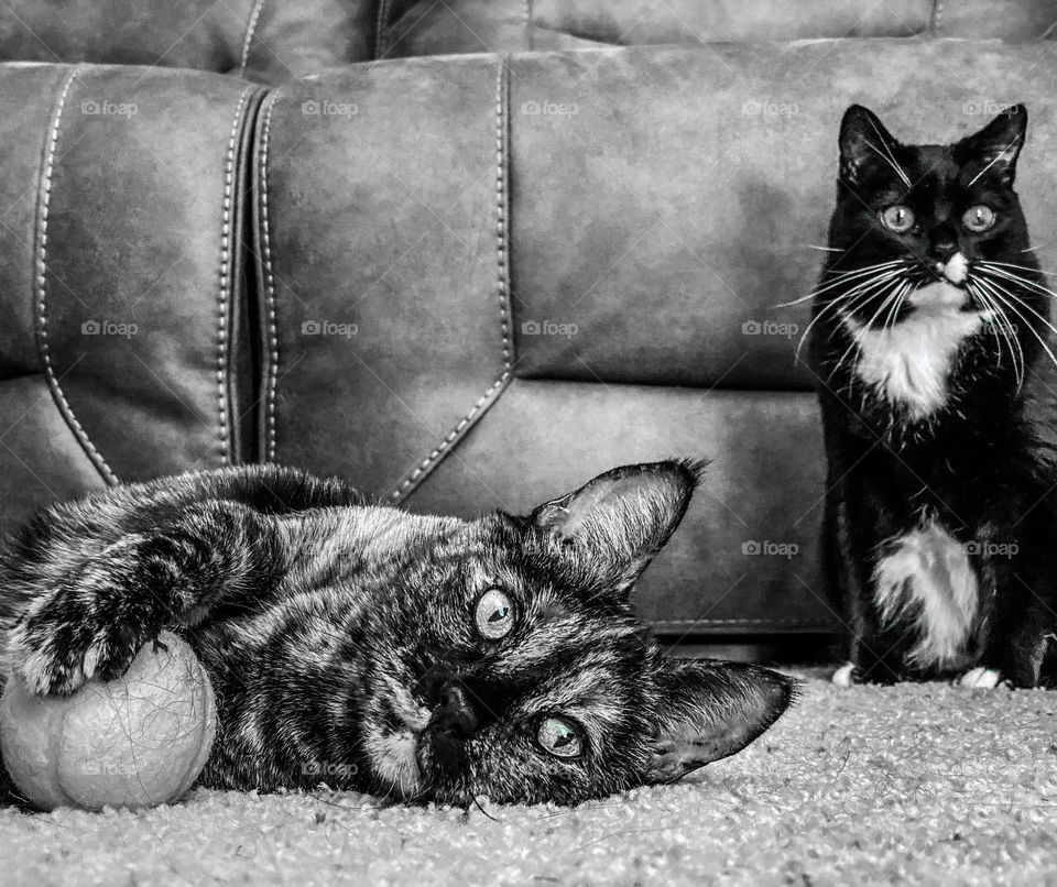 Black and white photo of two cats 