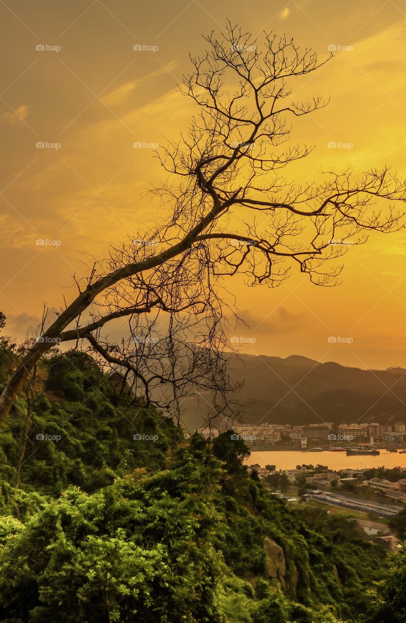 Peeping Tree during Sunset.. Found this Tree during my trek at the North Trail of Coloane, Macau Peeping the Village and City of Zhuhai, China