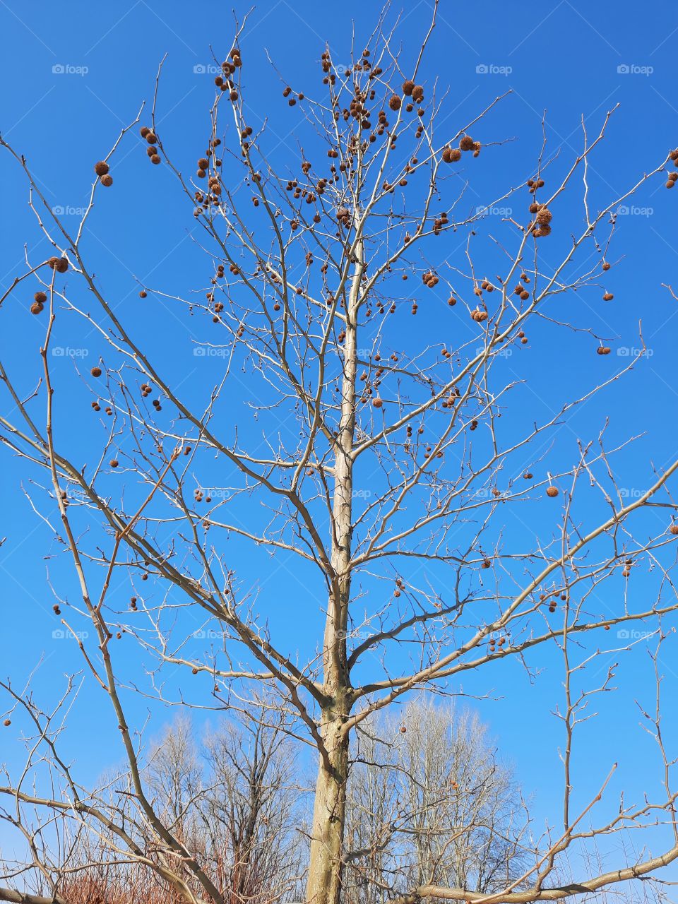 spherical spiky fruits of a platane tree against blue sky