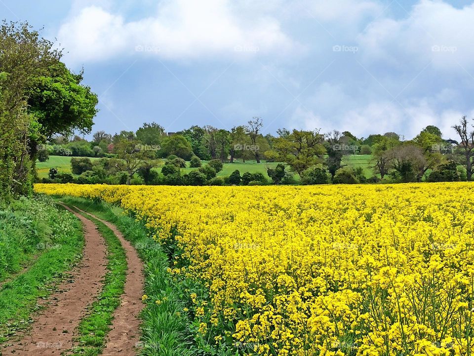 Beautiful landscape, Rapeseed field, England