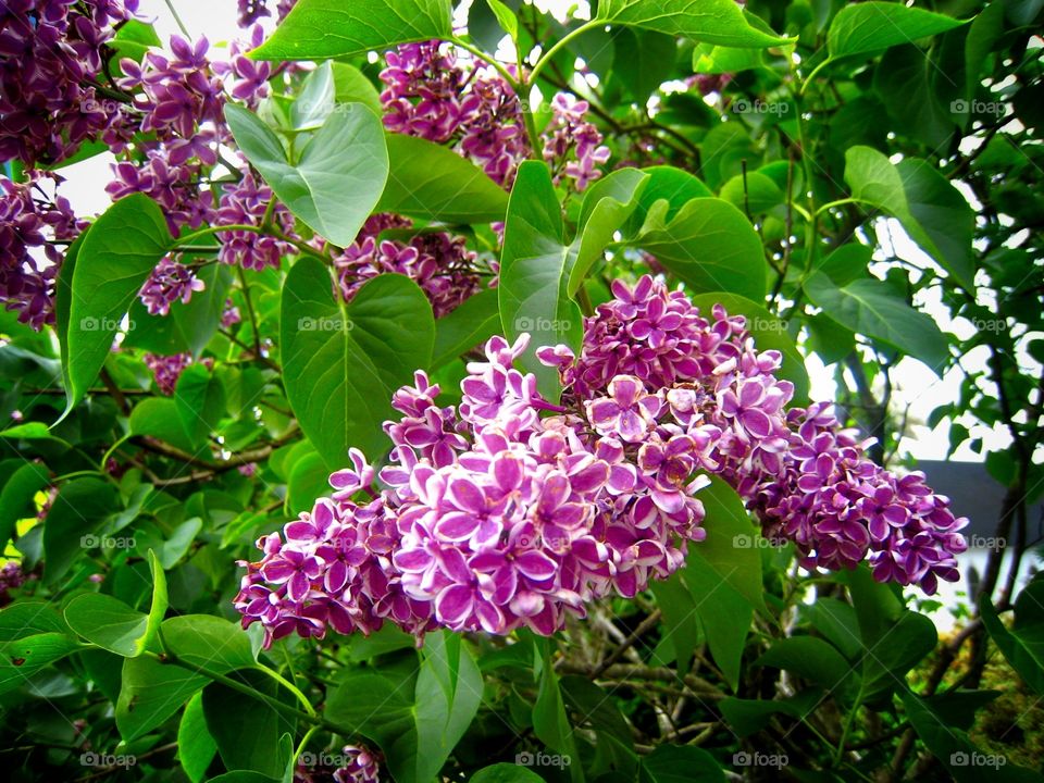 Lilacs. Flowers