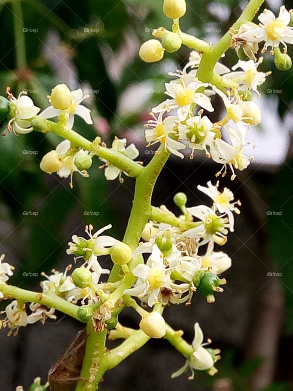 Nature, Flower, No Person, Flora, Leaf