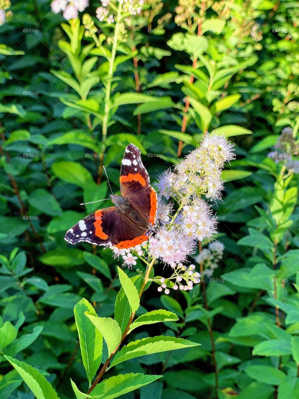 Summer signs: butterfly 