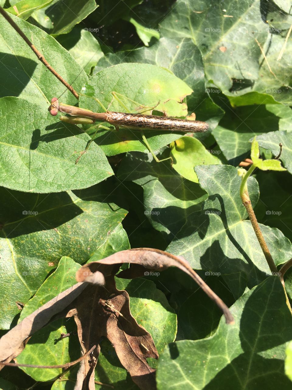 Praying Mantis on a leaf.