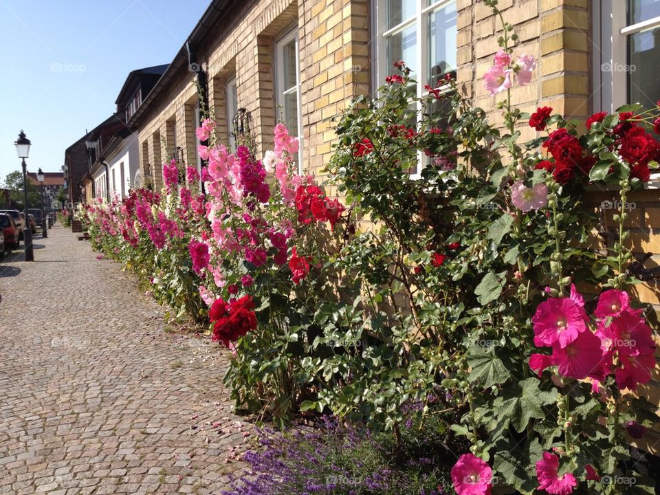sweden summer street flowers by Fotolunda