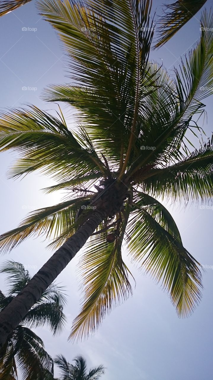 Cuba palm tree