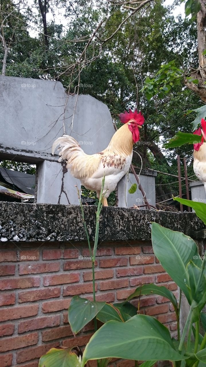 cockerels. in my neighbour's yard