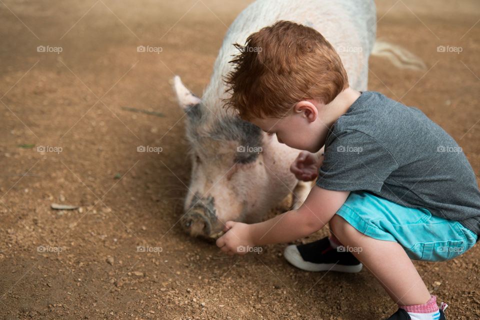 Feeding the pigs