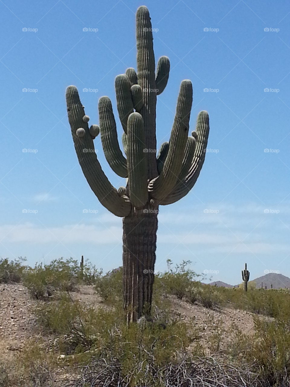 Cactus, No Person, Desert, Nature, Outdoors