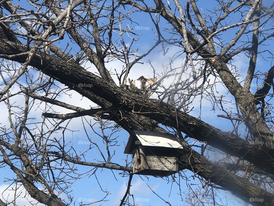 Pretty day and birdhouse