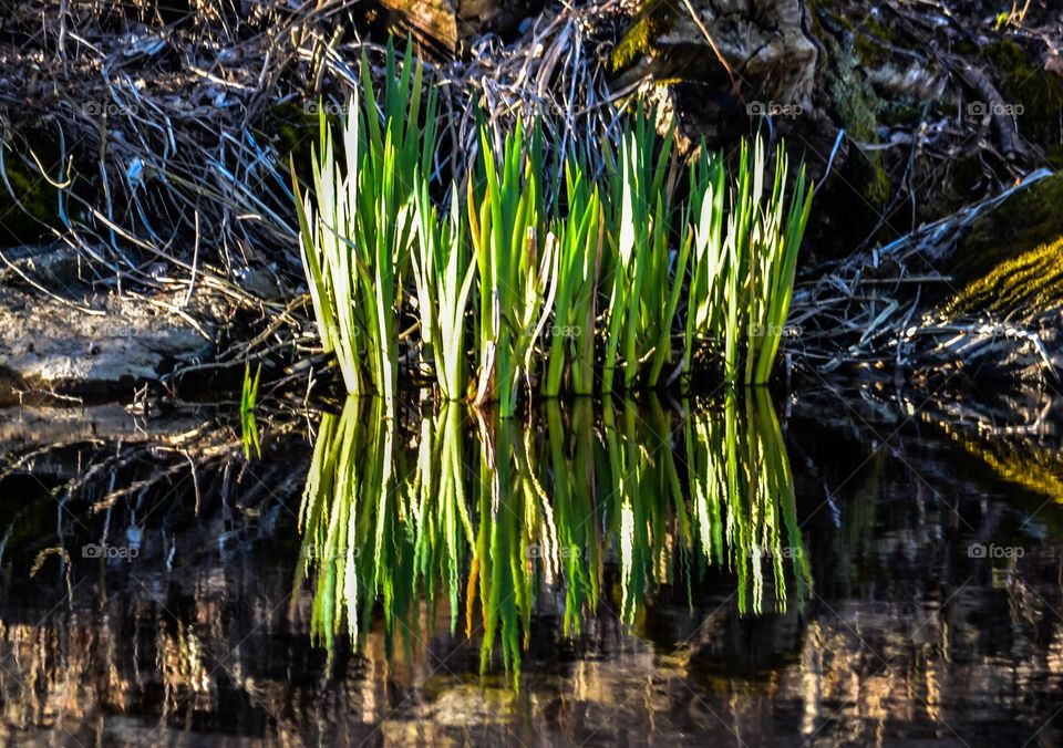 Reflection. Water reflection in the springtime