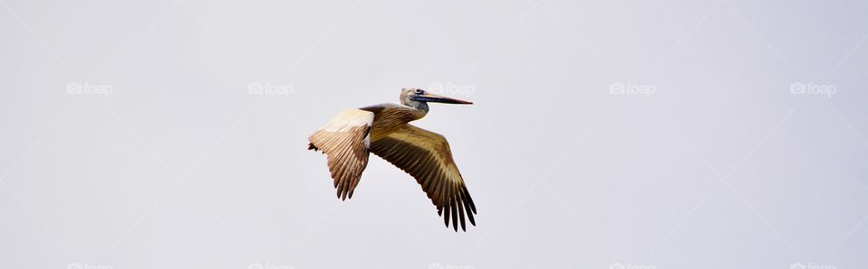 Great Grey pelican 