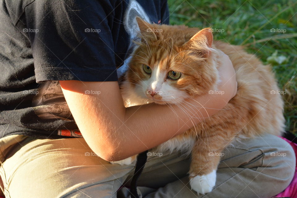 ginger cat on a hands child boy outdoor