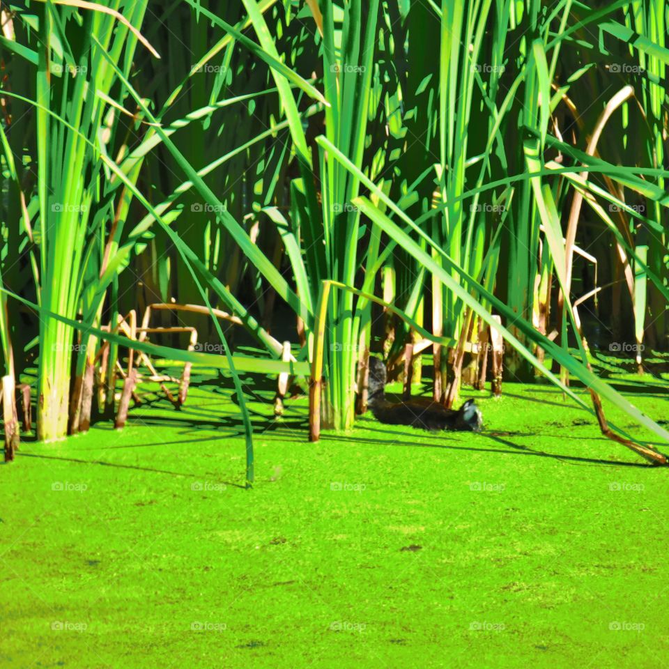 Green sustainable marsh 