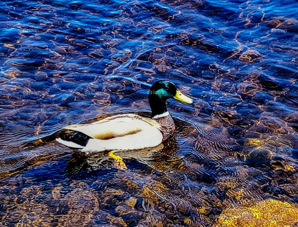 duck swimming in water