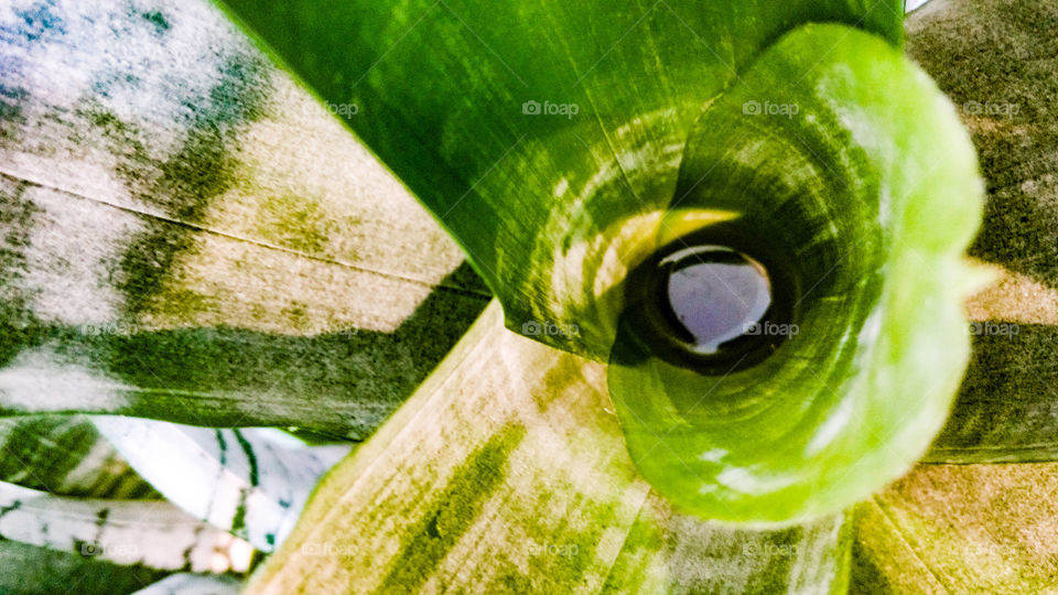 Leaf, Nature, Flora, Desktop, No Person