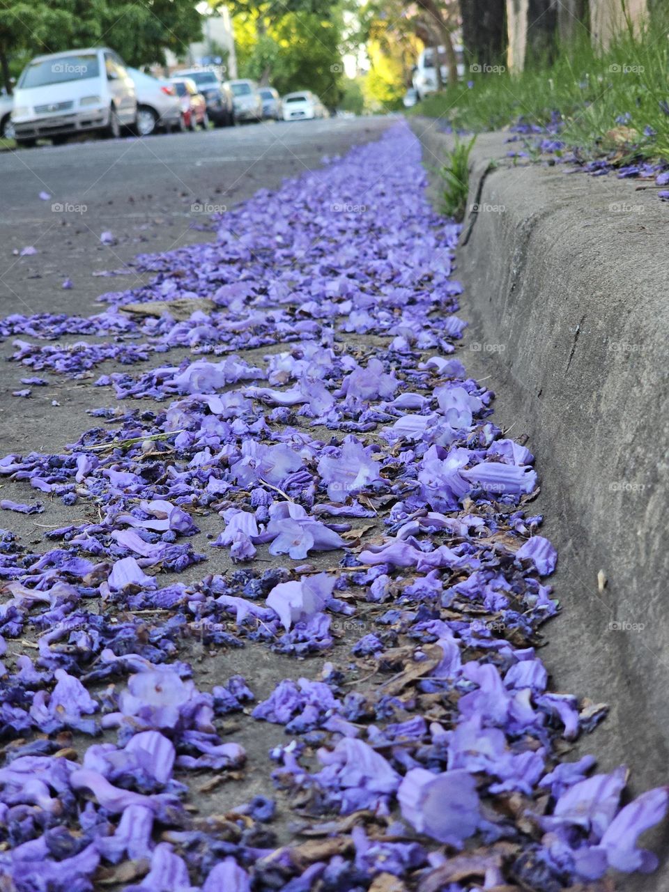 The Jacaranda tree in Buenos Aires blooms mid spring and covers the streets in a blue-violet carpet. It's attractive and long-lasting flowers, delight locals, and tourists alike.