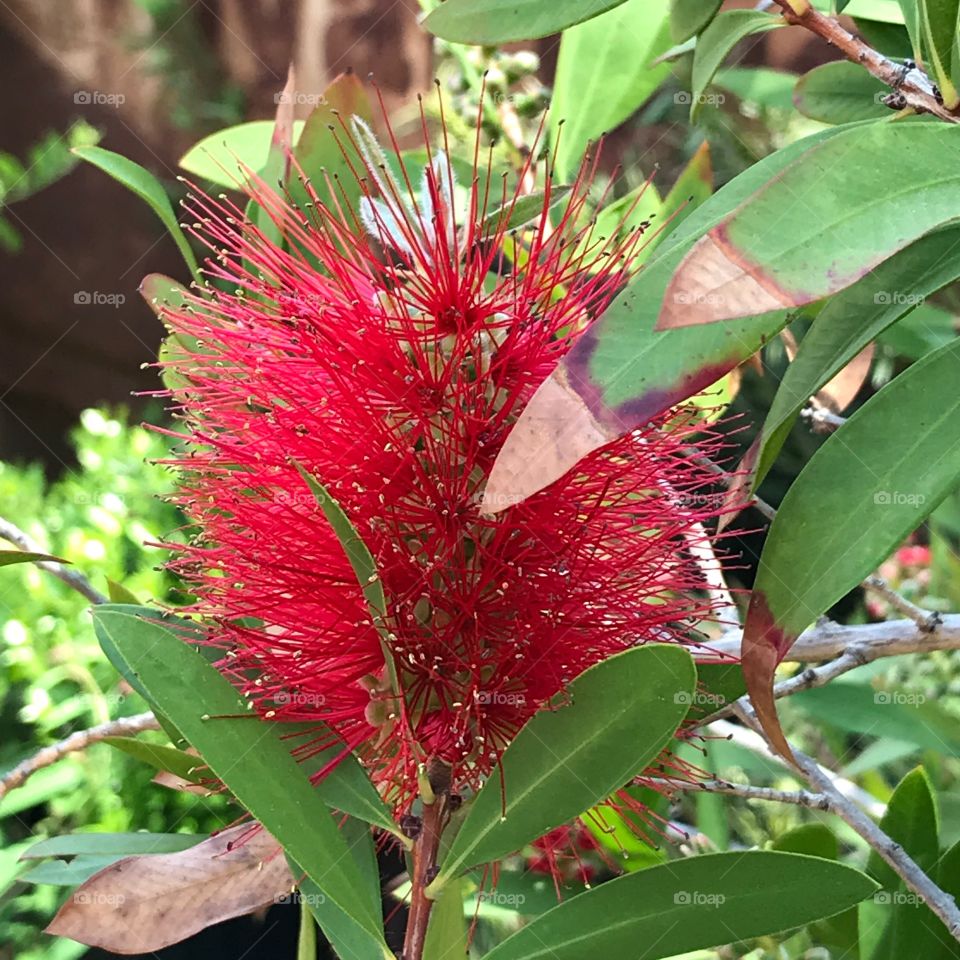 Red Fuzzy Flower
