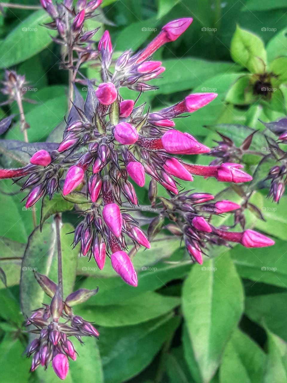 nature flower botany summer spring greens wild clouds sky