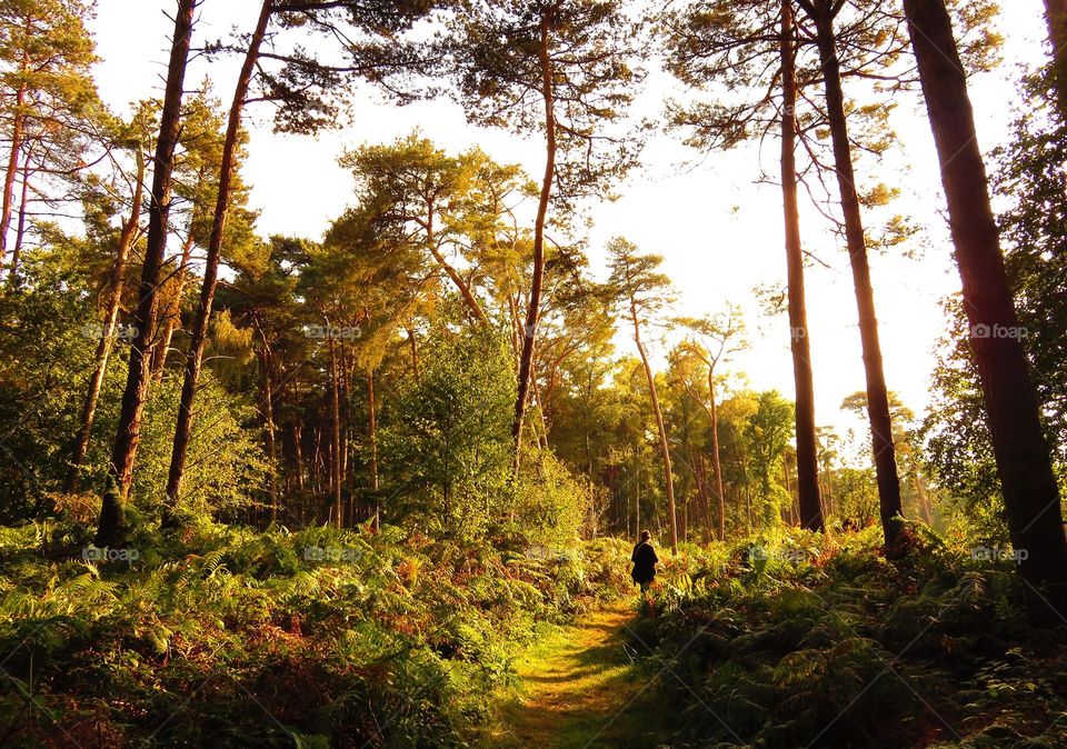 Person walking through forest