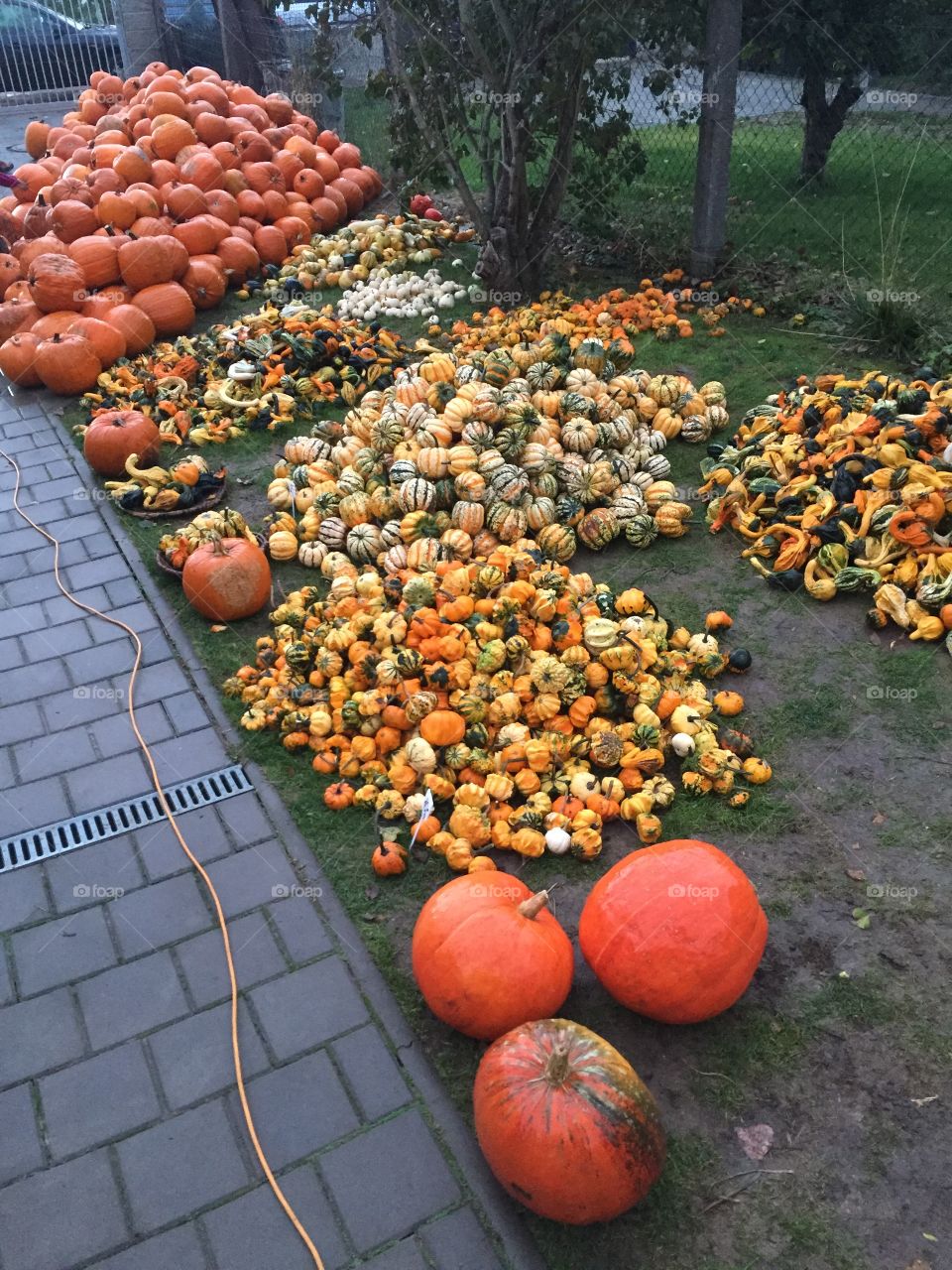 Fall, Pumpkin, No Person, Halloween, Grow