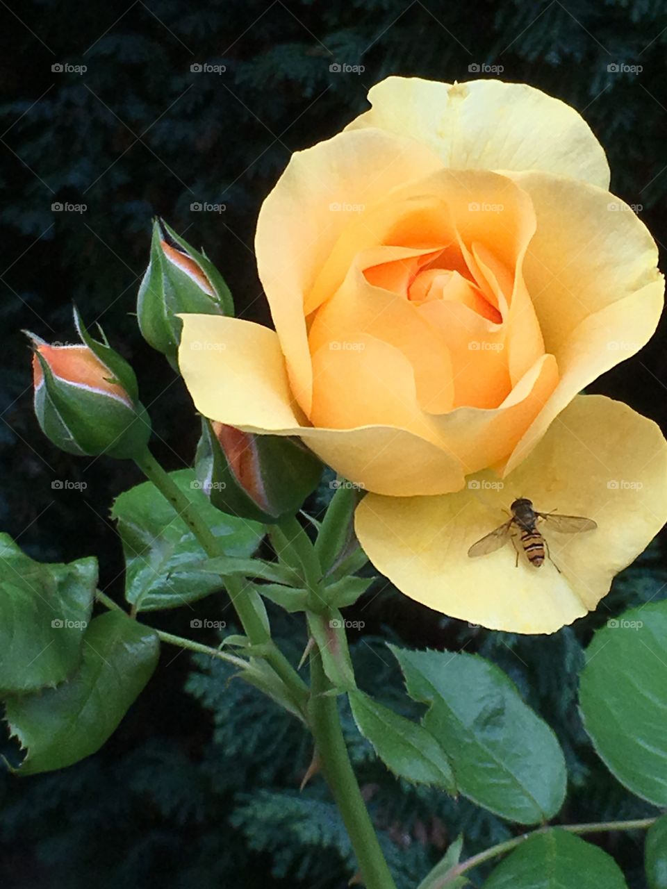Yellow rose with hover fly