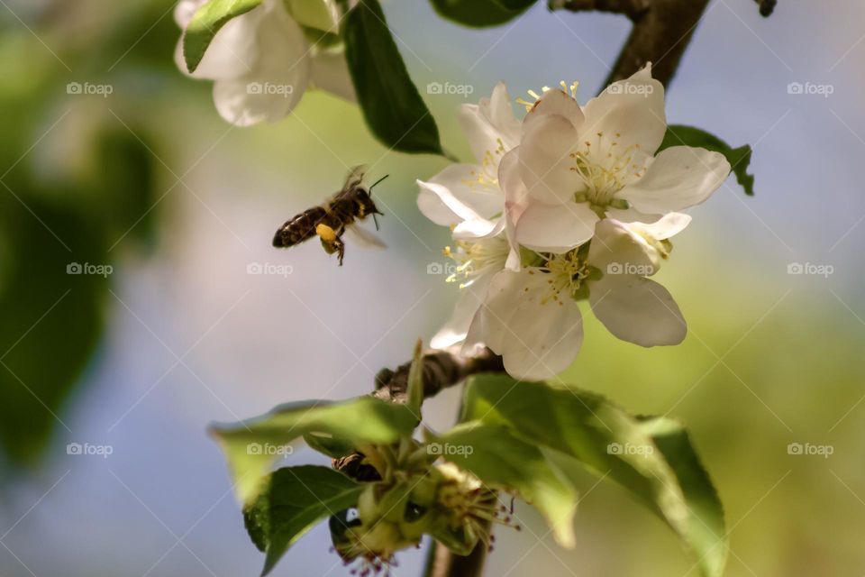 Honey bee flies to blossom