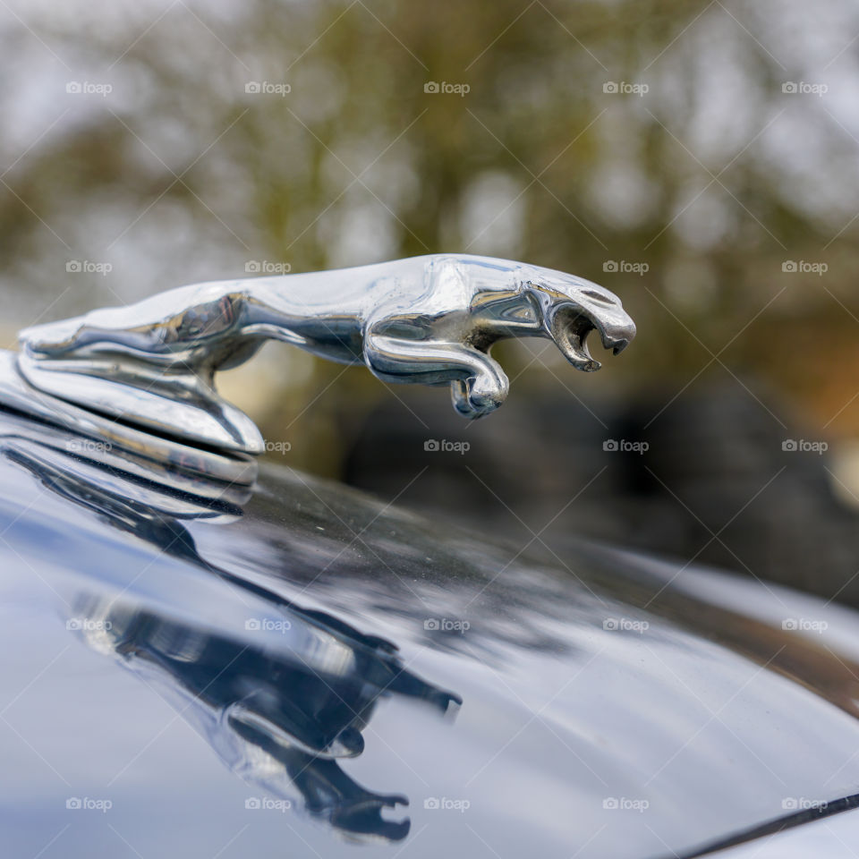 emblem on the hood of car, jaguar in the jump, closeup