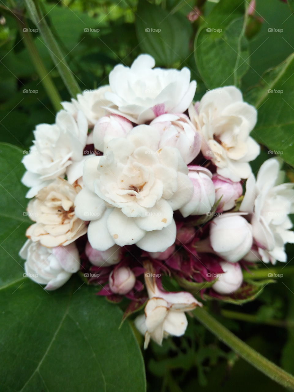 white roses on cluster