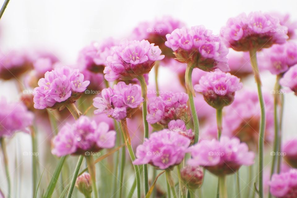 Pink flower field