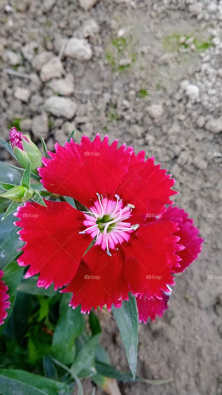 Dianthus chinensis, commonly known as rainbow pink or china pink is a species of Dianthus chinensis, native to northern china, it is a herbaceous perennial plant, shoot at sun, 2 feb, 2022, 12:03 pm,  manali uttarakhand india.