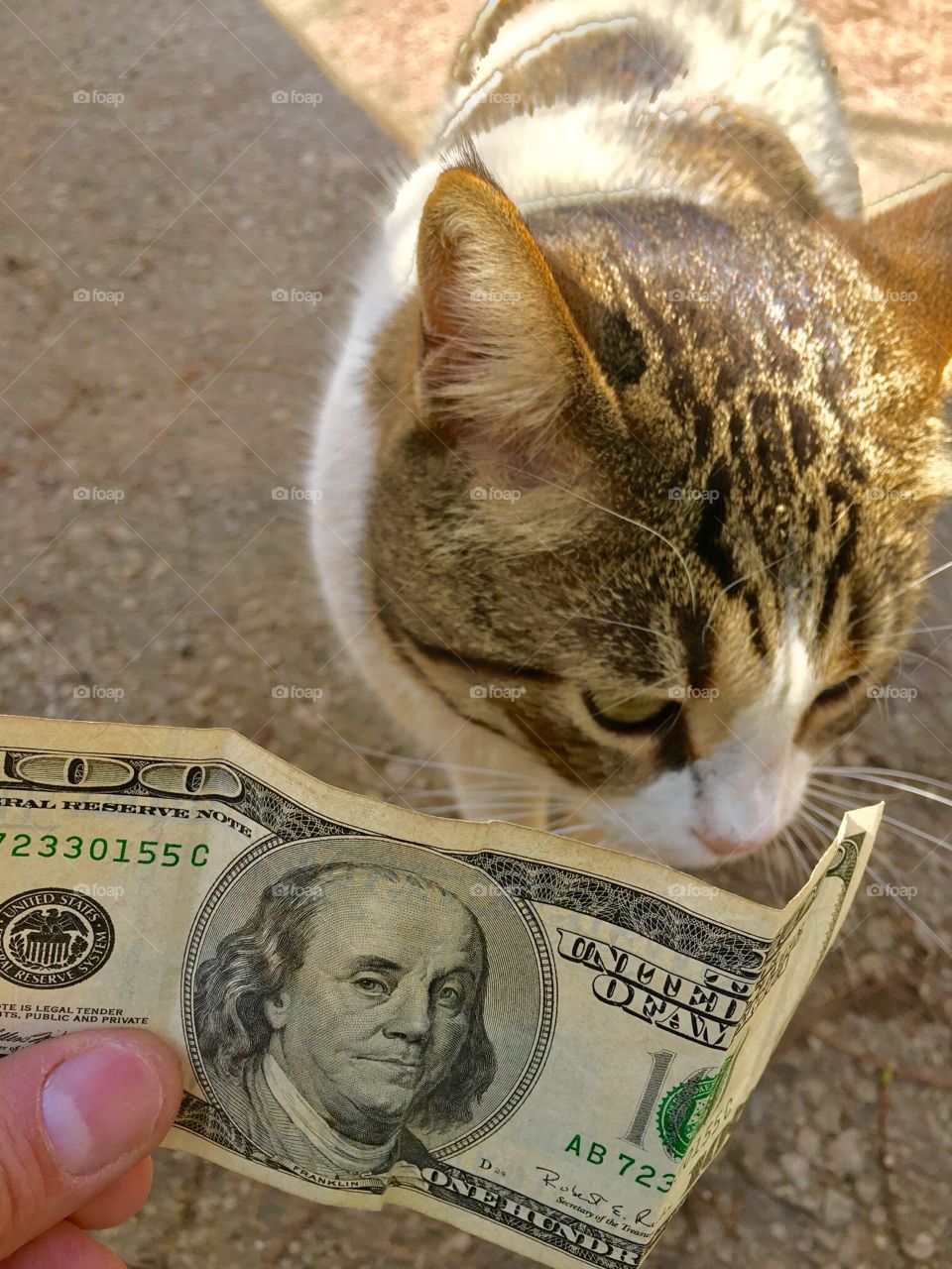 The dollar cat