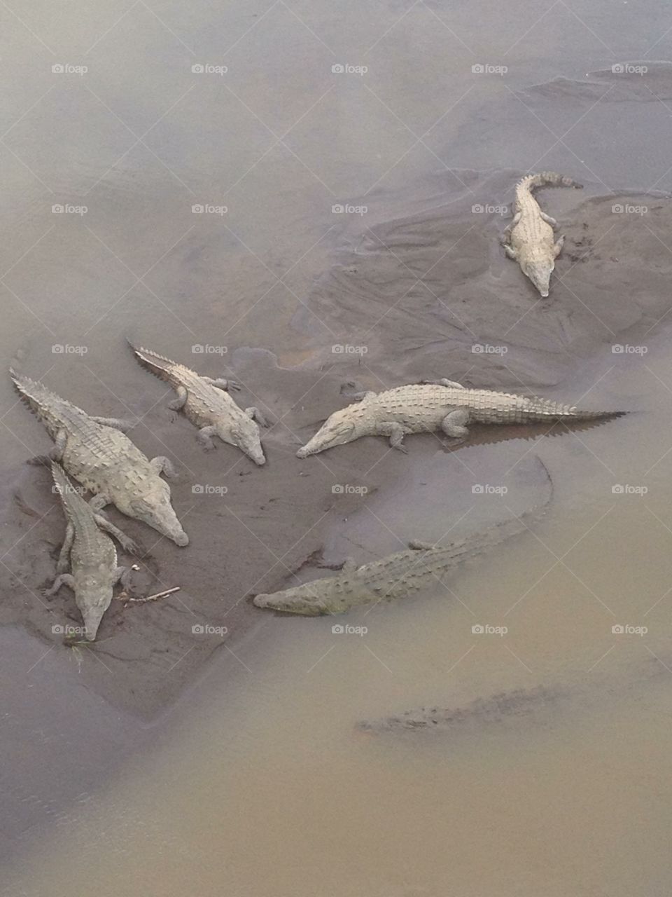 Crocodiles in Costa Rica 