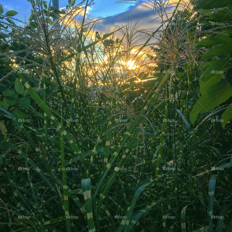 Sunset through the grass blades
