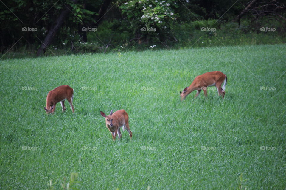 Deer grazing at dusk