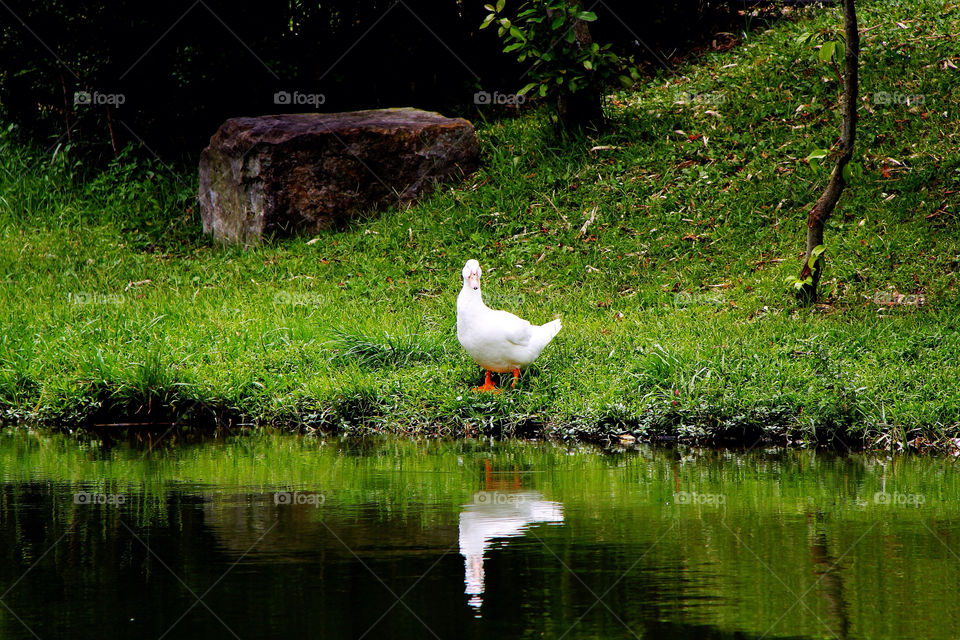 green nature white pond by mathsonlee