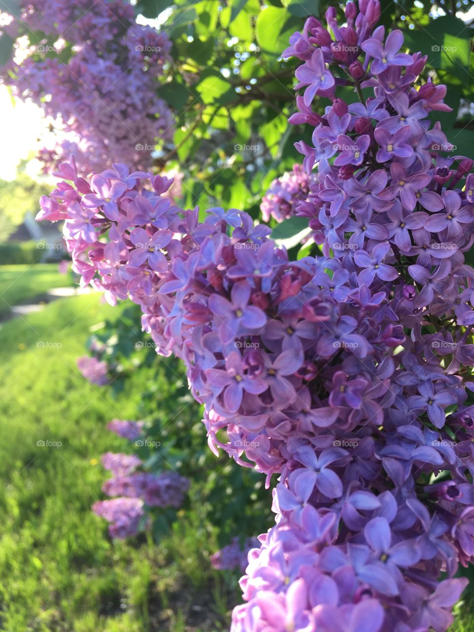 Lilacs in spring 