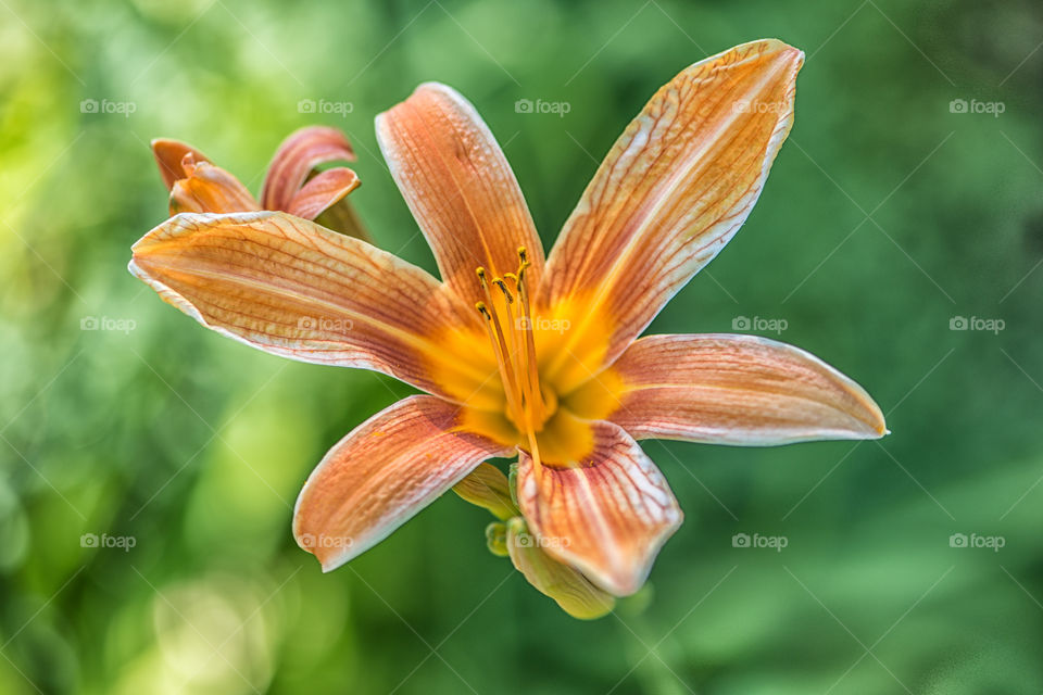 Lily flower in bloom
