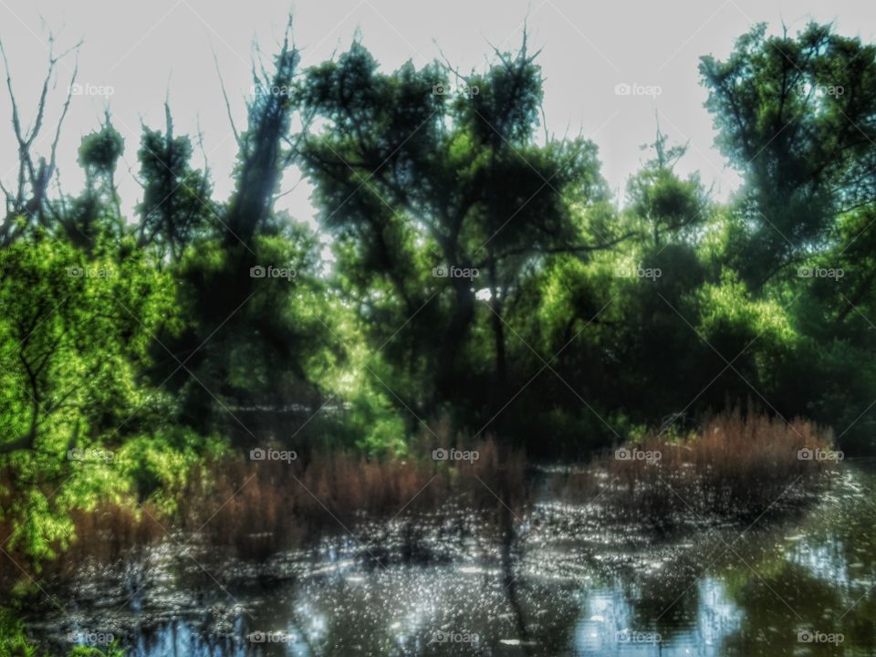 mossy Creek. This is the edge of the Texas Lake that I visited this morning in East Texas