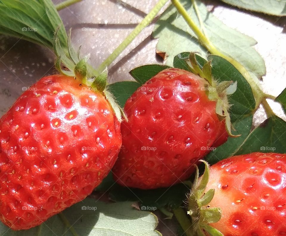 These are the strawberries I grew in a pot. I ate them all. It made me happy. They are healthy with bright red color.