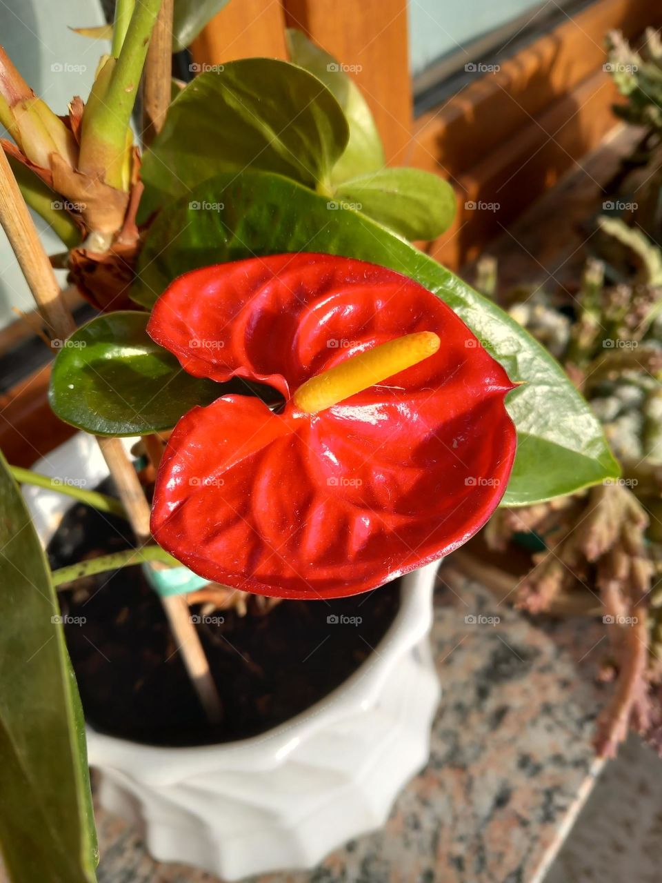 anthurium or flamingo lily